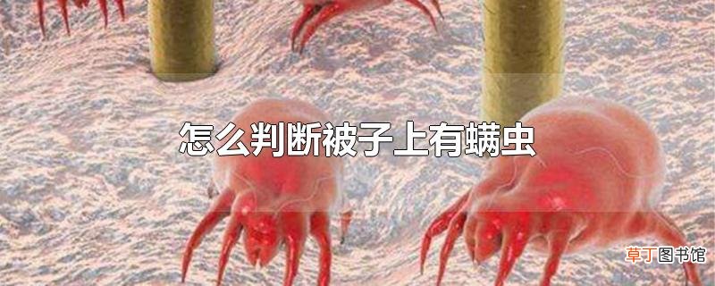 怎么判断被子上有螨虫