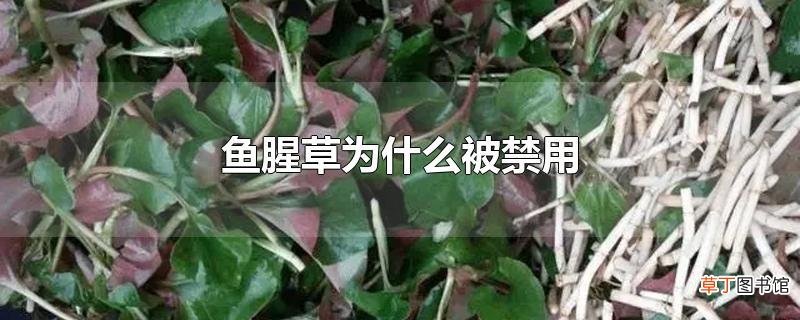 鱼腥草为什么被禁用