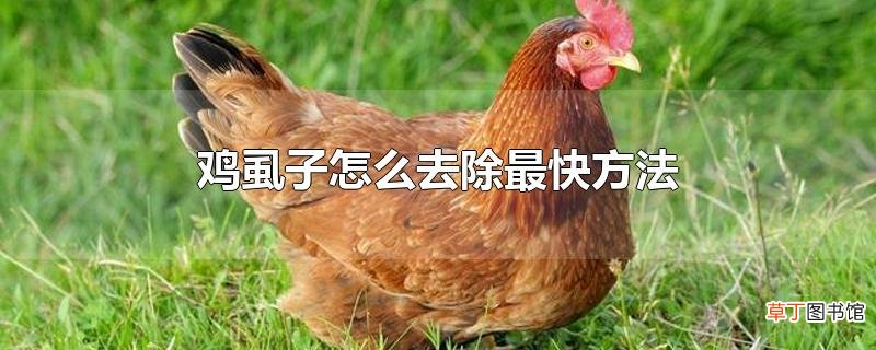 鸡虱子怎么去除最快方法
