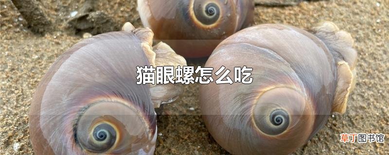猫眼螺怎么吃