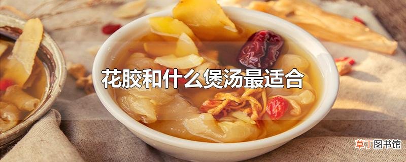 花胶和什么煲汤最适合