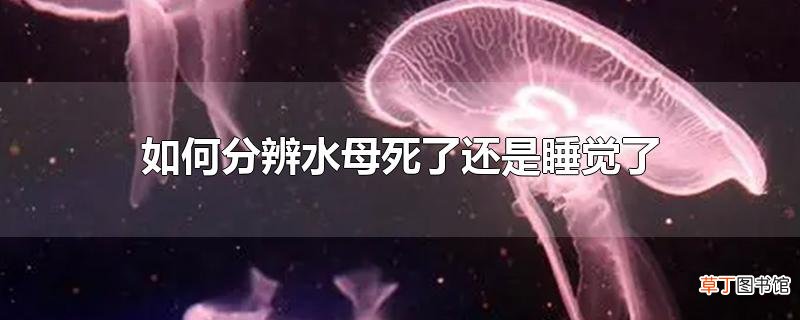 怎么分辨水母死了还是睡觉了