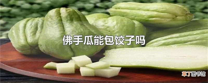 佛手瓜能包饺子吗