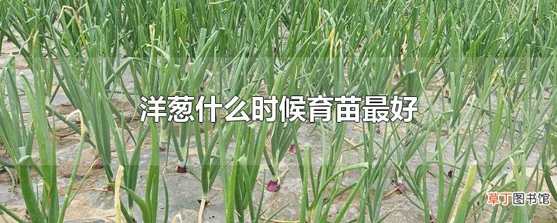 洋葱什么时候育苗最好