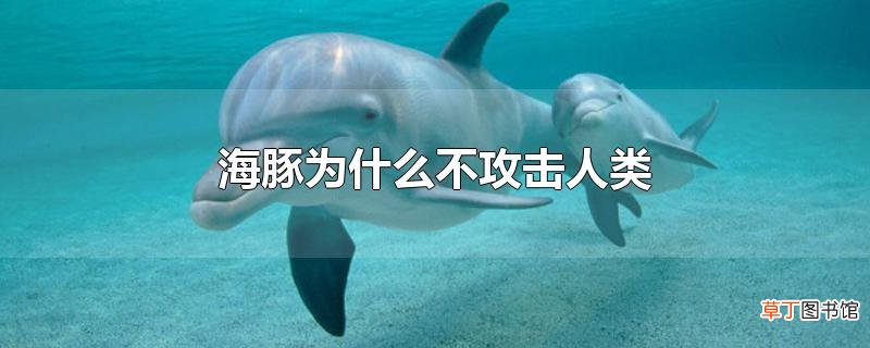 海豚为什么不攻击人类