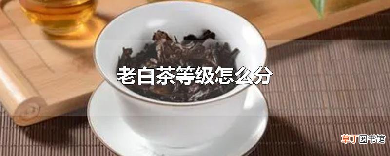 老白茶等级怎么分