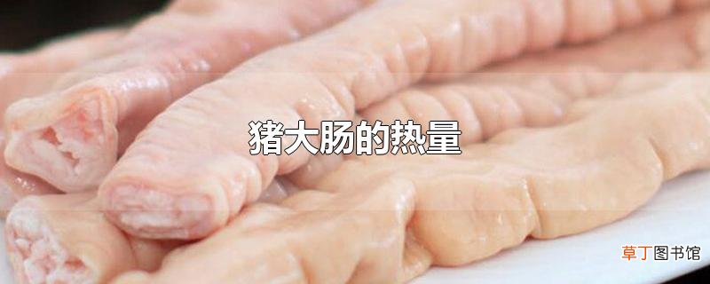猪大肠的热量