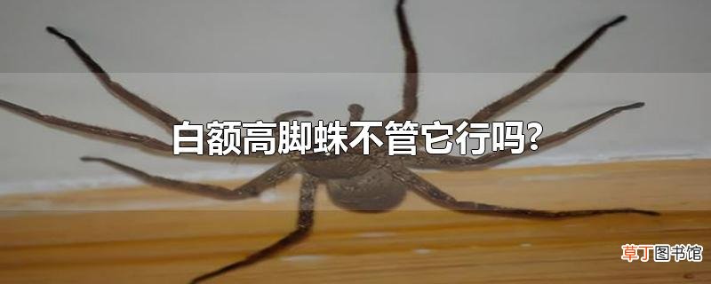 白额高脚蛛不管它行吗?