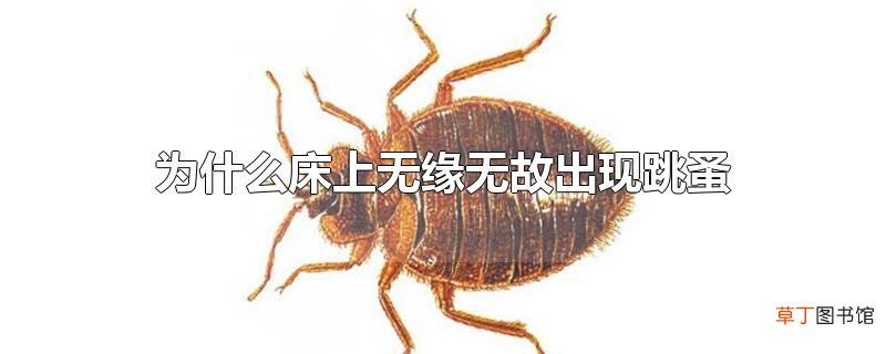 为什么床上无缘无故出现跳蚤