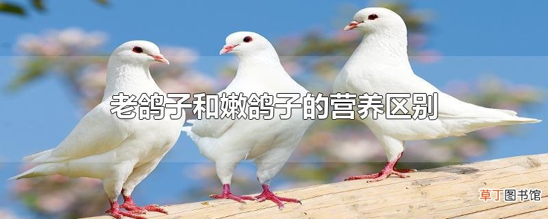 老鸽子和嫩鸽子的营养区别