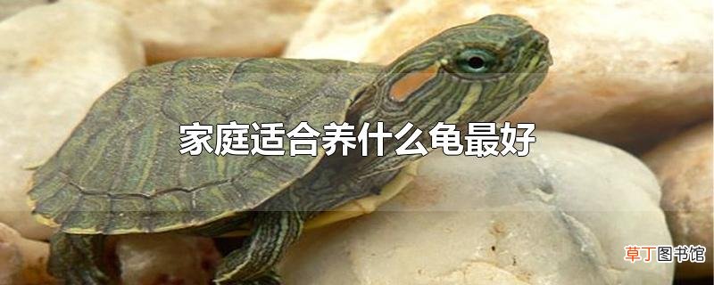 家庭适合养什么龟最好