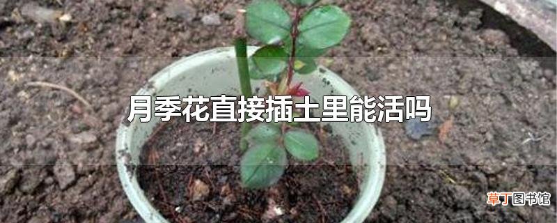 月季花直接插土里能活吗