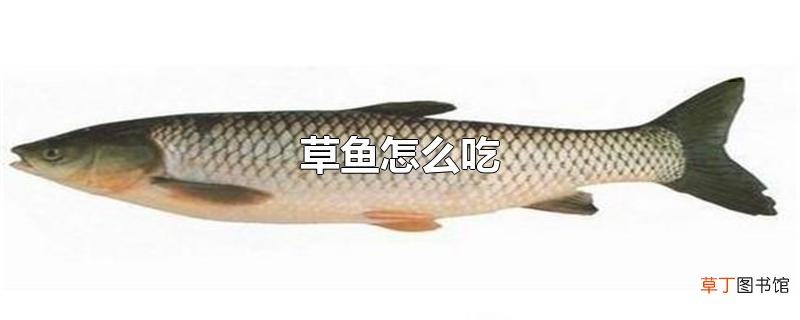 草鱼怎么吃