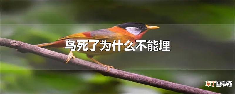 鸟死了为什么不能埋