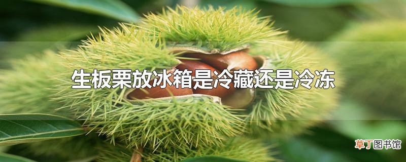 生板栗放冰箱是冷藏还是冷冻