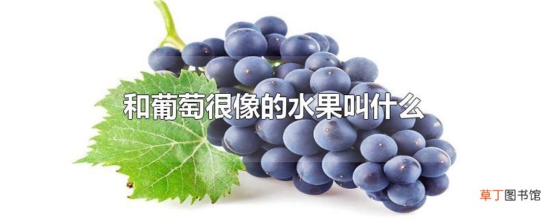 和葡萄很像的水果叫什么