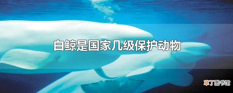 白鲸是国家几级保护动物