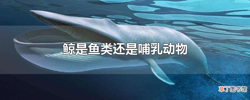 鲸是鱼类还是哺乳动物