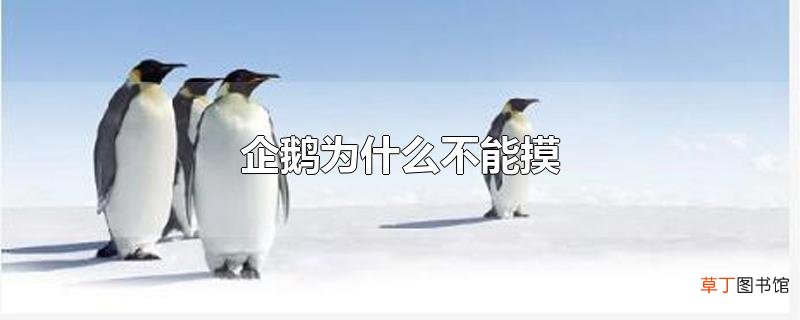 企鹅为什么不能摸