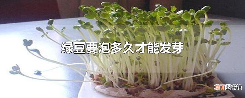 绿豆要泡多久才能发芽