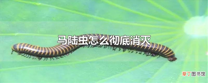 马陆虫怎么彻底消灭
