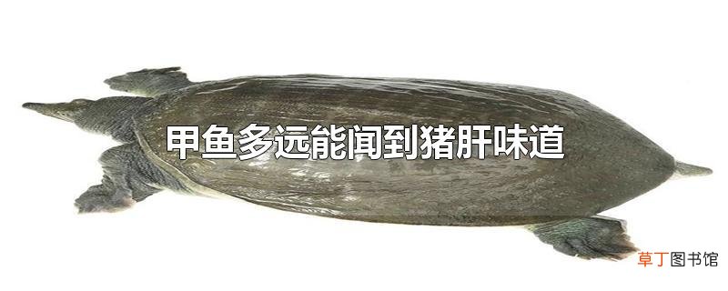 甲鱼多远能闻到猪肝味道