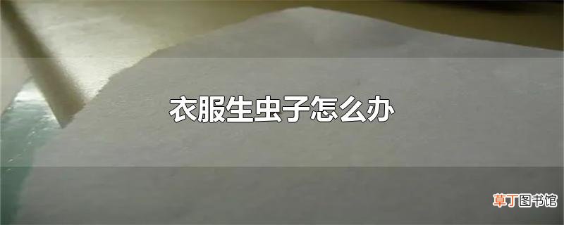 衣服生虫子怎么办