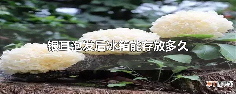 银耳泡发后冰箱能存放多久