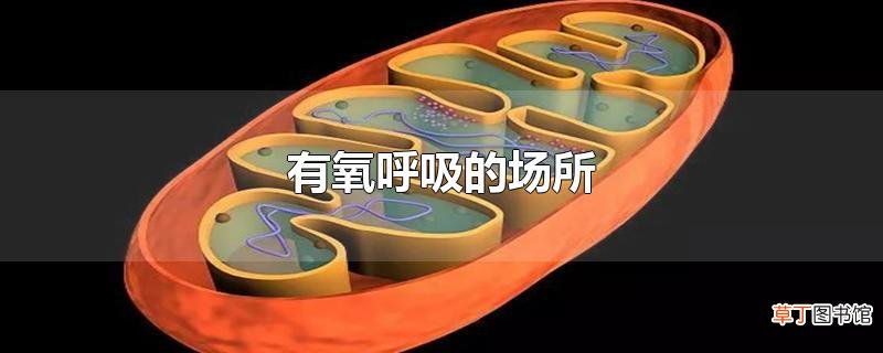 有氧呼吸的场所