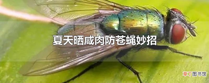 夏天晒咸肉防苍蝇妙招