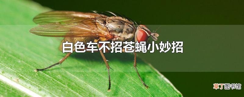 白色车不招苍蝇小妙招