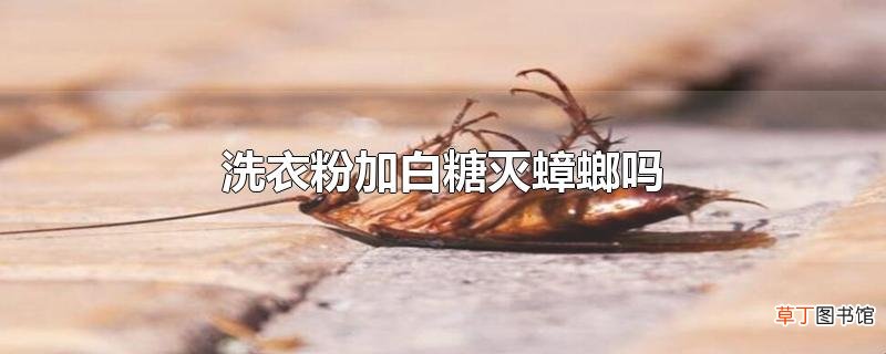洗衣粉加白糖灭蟑螂吗