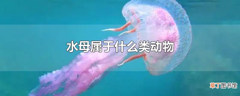 水母属于什么类动物