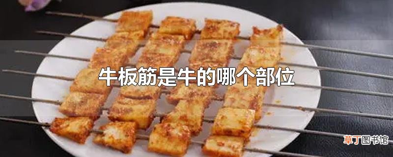 牛板筋是牛的哪个部位