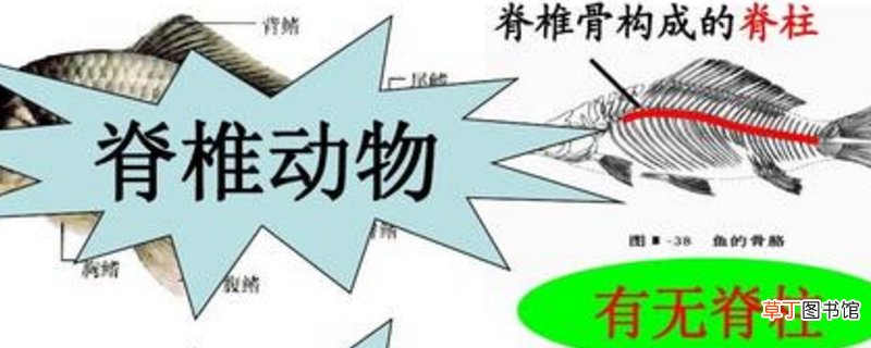 脊椎动物分类
