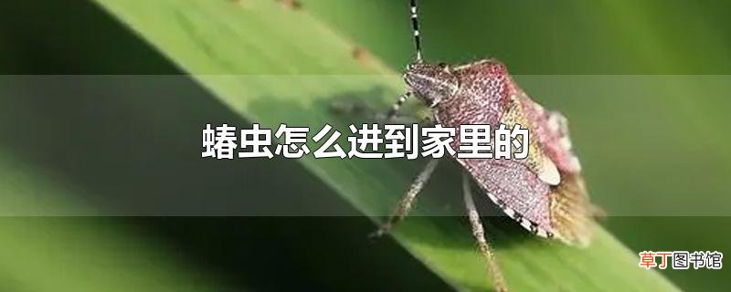 蝽虫怎么进到家里的
