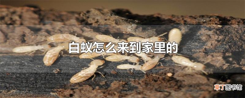 白蚁怎么来到家里的