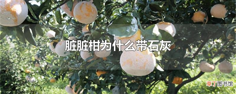 脏脏柑为什么带石灰
