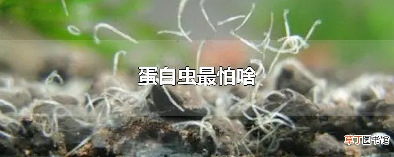 蛋白虫最怕啥
