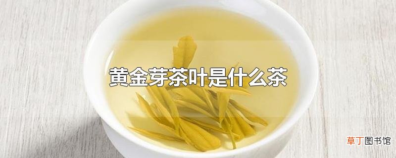 黄金芽茶叶是什么茶