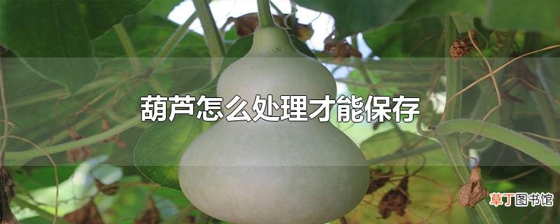 葫芦怎么处理才能保存