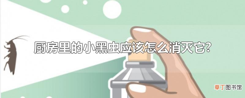 厨房里的小黑虫应该怎么消灭它?