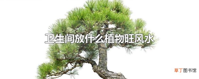 卫生间放什么植物旺风水