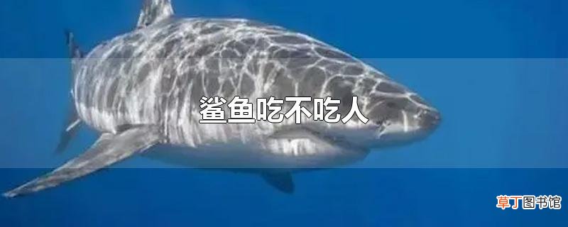 鲨鱼吃不吃人