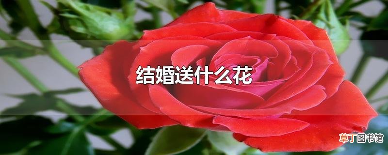 结婚送什么花