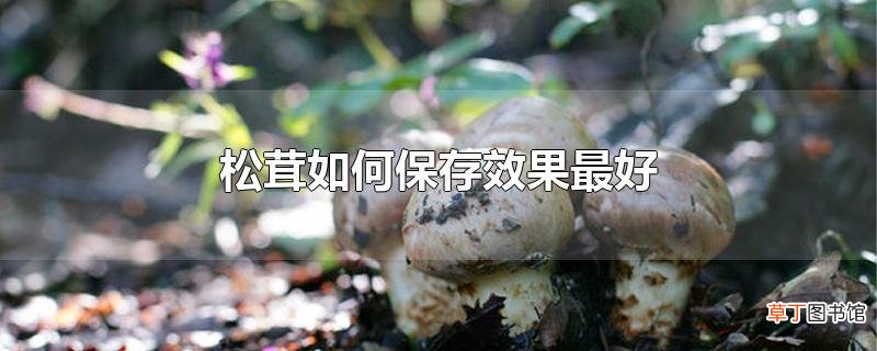松茸怎么保存效果最好
