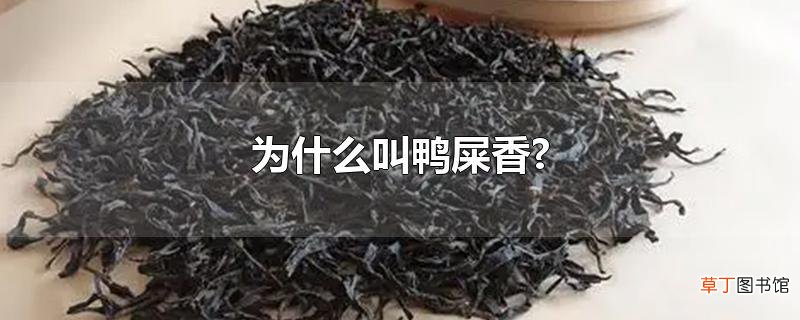 为什么叫鸭屎香?