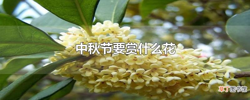中秋节要赏什么花