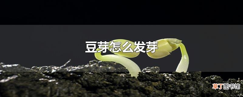 豆芽怎么发芽