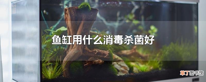 鱼缸用什么消毒杀菌好